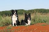 BORDER COLLIE 280